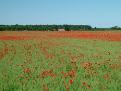 Estland, Getreidefeld mit Mohn
